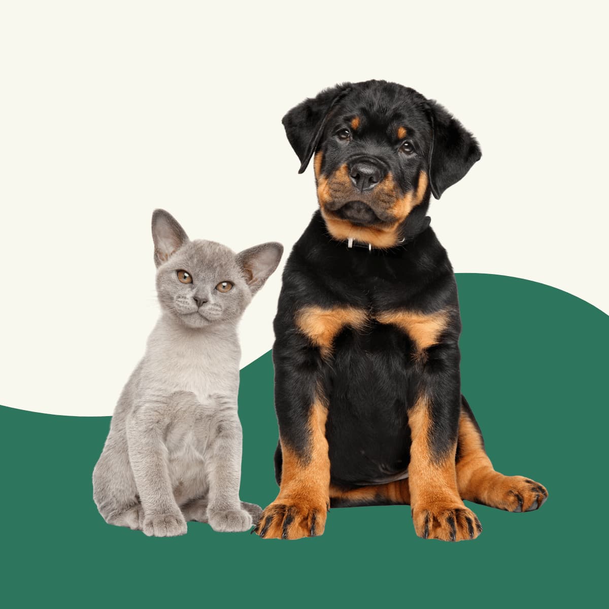 Happy golden retriever and ginger cat sitting together